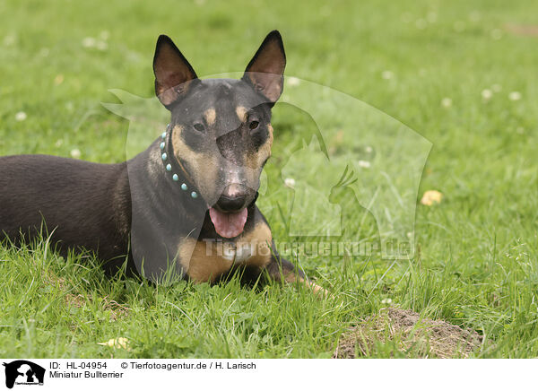 Miniatur Bullterrier / Miniature Bullterrier / HL-04954