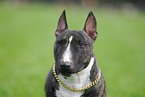 Zwergbullterrier