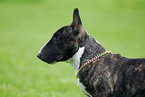 Zwergbullterrier