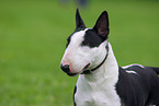 Zwergbullterrier