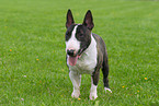 Zwergbullterrier