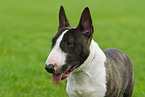 Zwergbullterrier