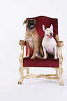 Deutscher Boxer und Miniatur Bullterrier