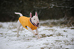 rennender Miniatur Bullterrier