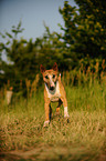 Miniatur Bullterrier