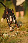 spielender Miniatur Bullterrier