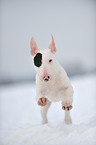 rennender Miniatur Bullterrier