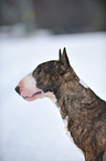 Miniatur Bullterrier Portrait