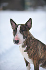 Miniatur Bullterrier Portrait