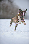 springender Miniatur Bullterrier