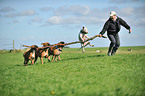 spielende Hunde