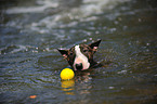 schwimmender Miniatur Bullterrier