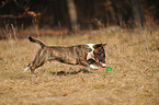 spielender Miniature Bullterrier