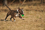 spielender Miniature Bullterrier