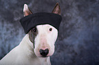 Miniatur Bullterrier Portrait