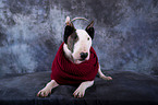 liegender Miniatur Bullterrier