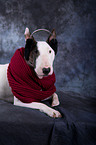 liegender Miniatur Bullterrier