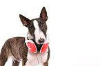 Miniatur Bullterrier Portrait