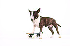 Miniatur Bullterrier