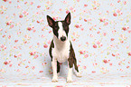 Miniatur Bullterrier