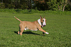 rennender Miniatur Bullterrier