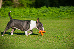 spielender Miniatur Bullterrier