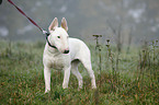 stehender Bullterrier