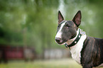 Miniatur Bullterrier Portrait