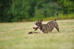 buddelnder Miniatur Bullterrier