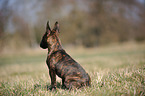 sitzender Miniatur Bullterrier