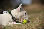 Miniatur Bullterrier mit Ball