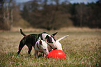 2 Miniatur Bullterrier