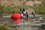 spielender Miniatur Bullterrier