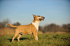 stehender Miniatur Bullterrier