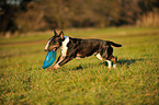 spielender Miniatur Bullterrier