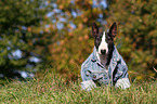 sitzender Miniatur Bullterrier