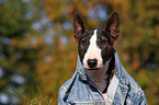 Miniatur Bullterrier Portrait