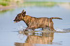 spielender Miniatur Bullterrier