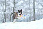 spielender Miniatur Bullterrier
