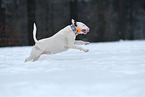 spielender Miniatur Bullterrier