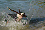 spielender Miniatur Bullterrier