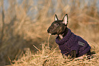 Miniatur Bullterrier Welpe