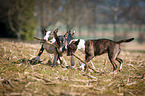 Miniatur Bullterrier