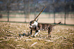 Miniatur Bullterrier