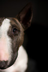 Miniatur Bullterrier