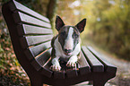 Miniatur Bullterrier