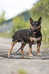 Miniatur Bullterrier