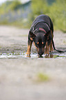 Miniatur Bullterrier