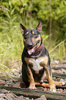 sitzender Miniatur Bullterrier