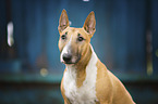 Miniatur Bullterrier